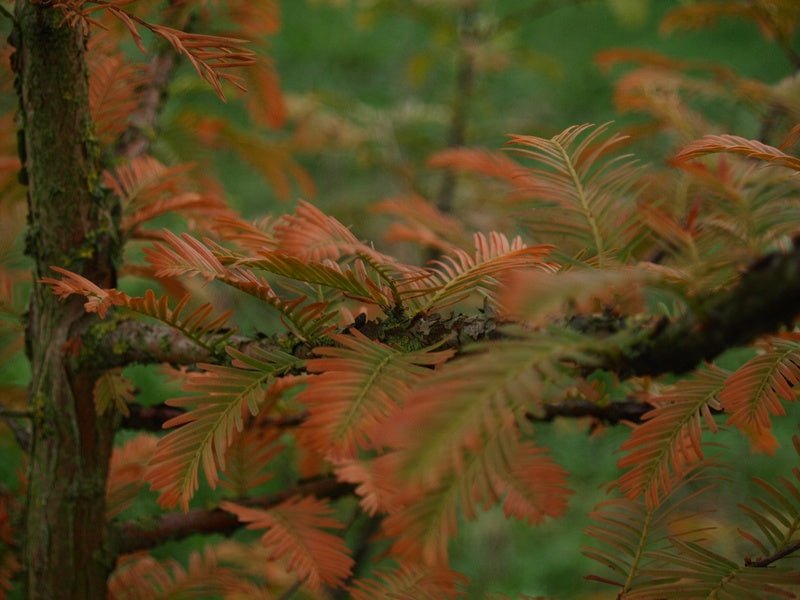 Metasequoia glyptostroboides - Herrenkamper Gärten - Pflanzenraritäten