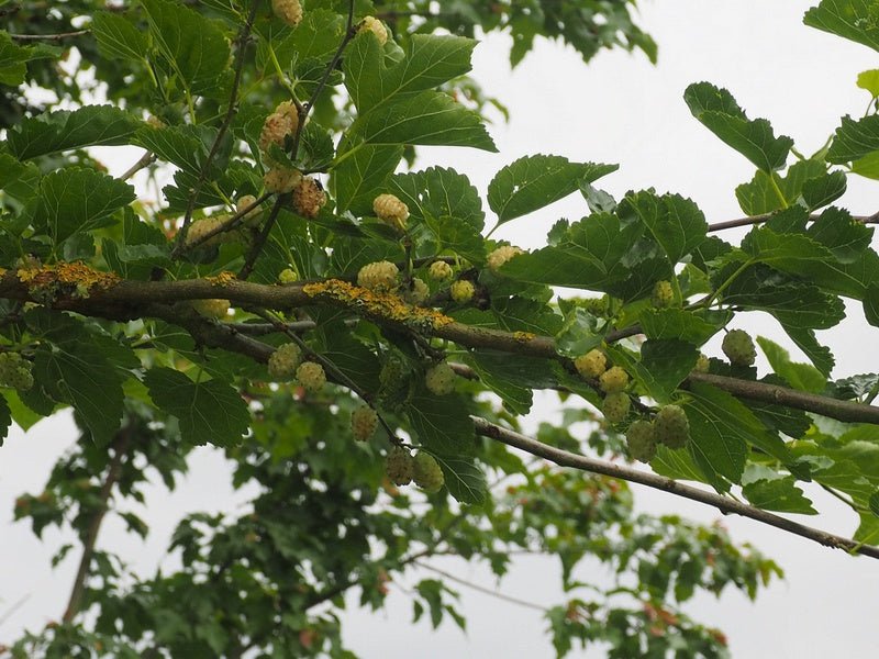 Morus alba - Herrenkamper Gärten - Pflanzenraritäten