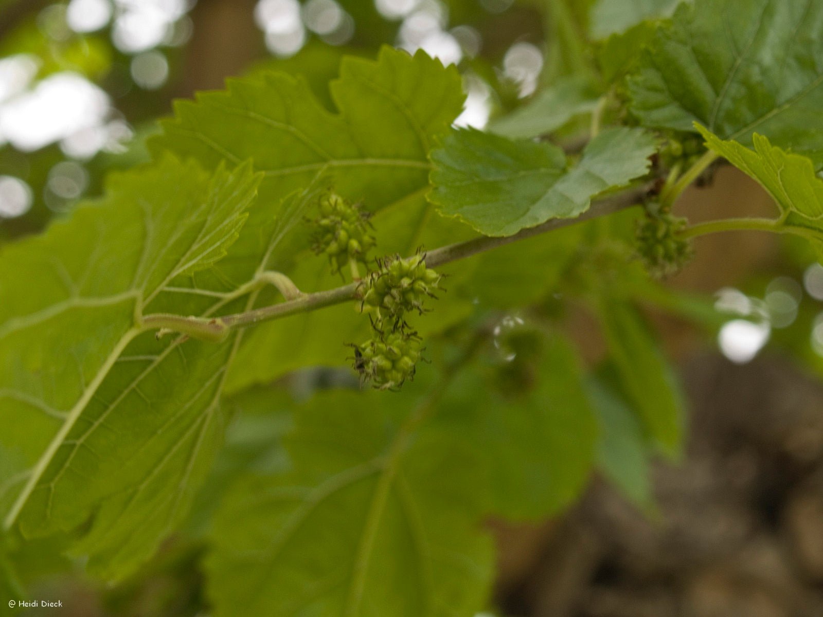 Morus alba - Herrenkamper Gärten - Pflanzenraritäten