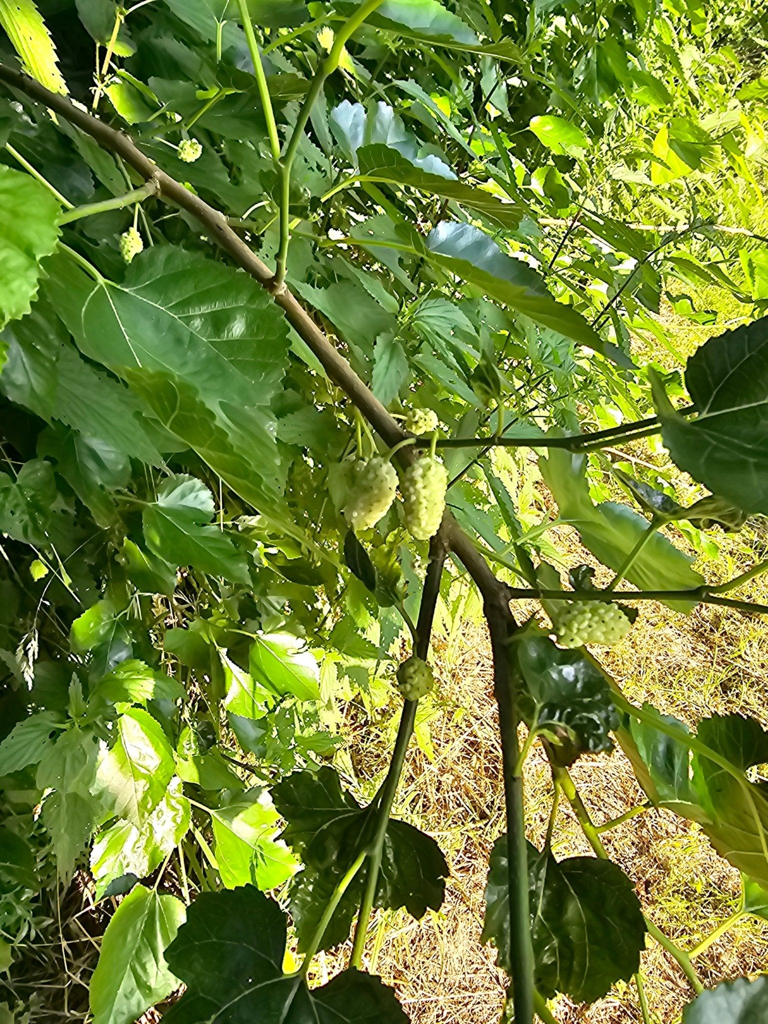 Morus alba - Herrenkamper Gärten - Pflanzenraritäten