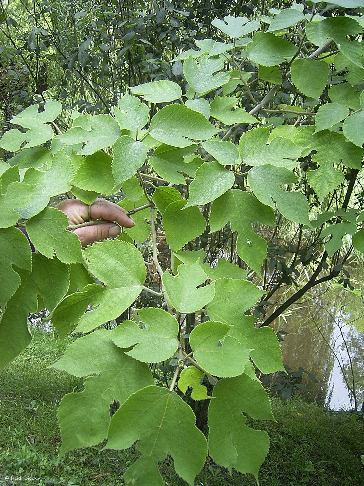 Morus alba, schwarzfrüchtig - Herrenkamper Gärten - Pflanzenraritäten