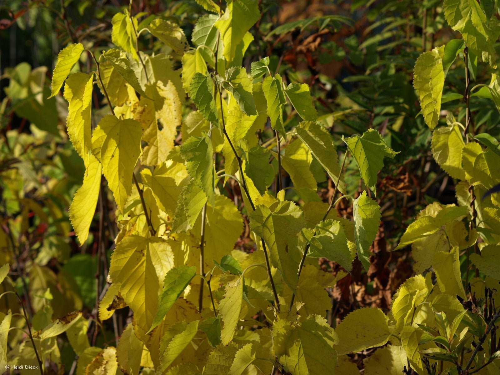 Morus alba, schwarzfrüchtig - Herrenkamper Gärten - Pflanzenraritäten