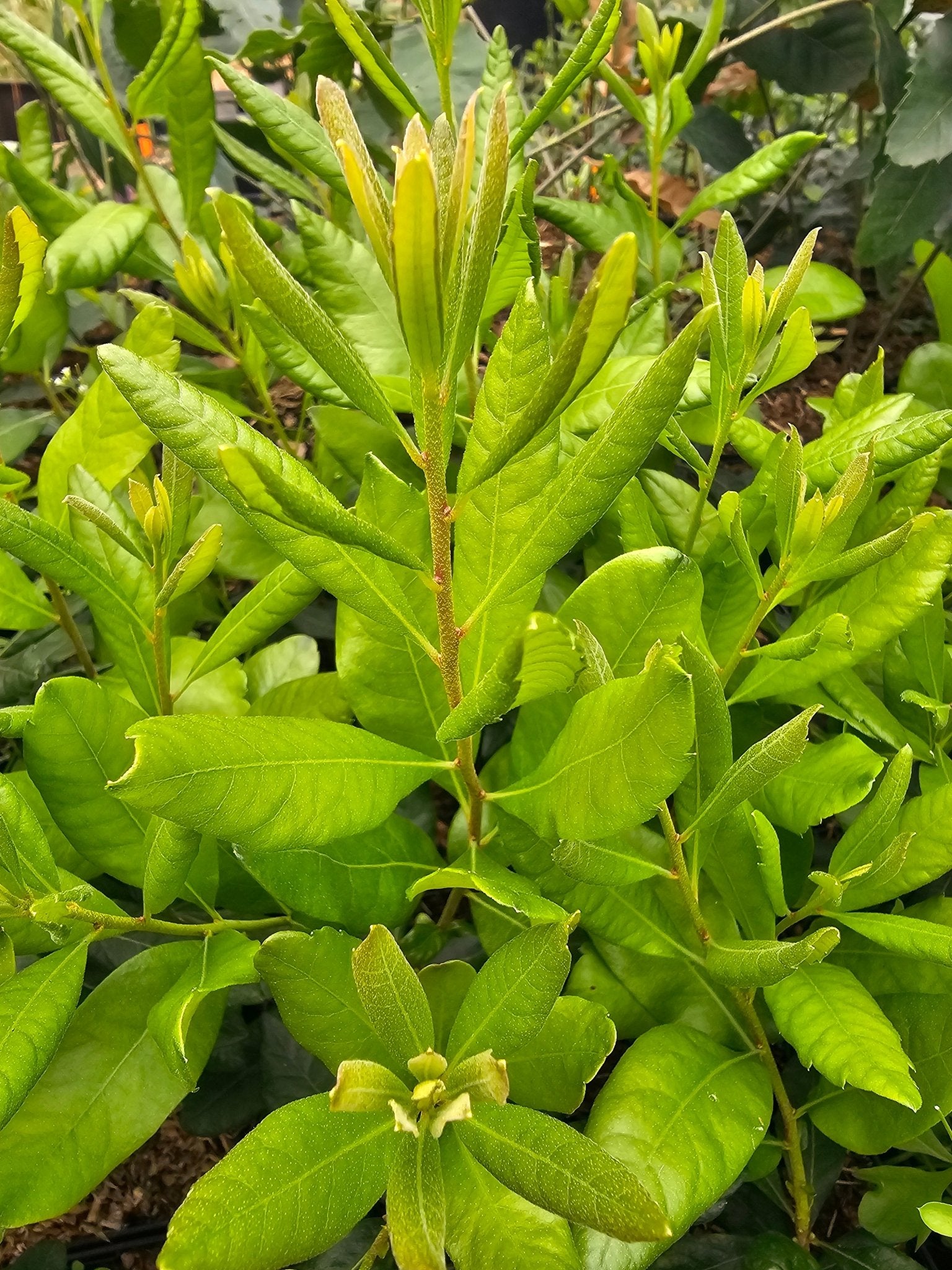 Myrica cerifera - Herrenkamper Gärten - Pflanzenraritäten