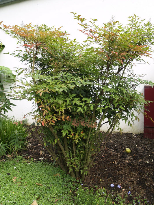 Nandina domestica - Herrenkamper Gärten - Pflanzenraritäten