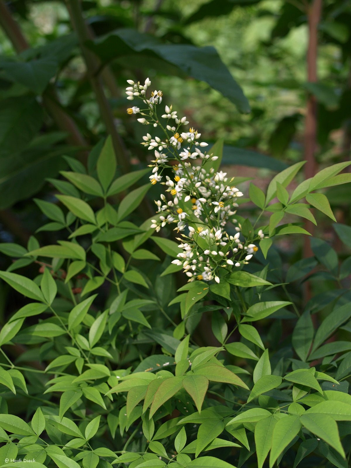 Nandina domestica - Herrenkamper Gärten - Pflanzenraritäten