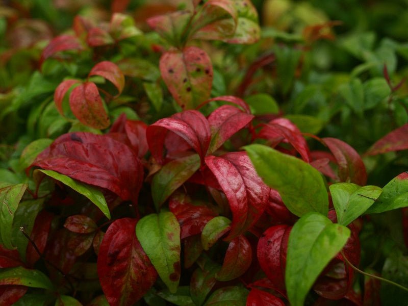 Nandina domestica 'Fire Power' - Herrenkamper Gärten - Pflanzenraritäten