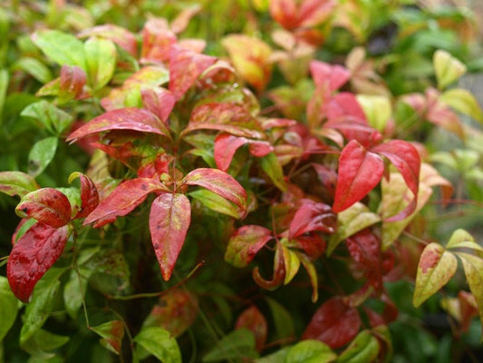 Nandina domestica 'Fire Power' - Herrenkamper Gärten - Pflanzenraritäten