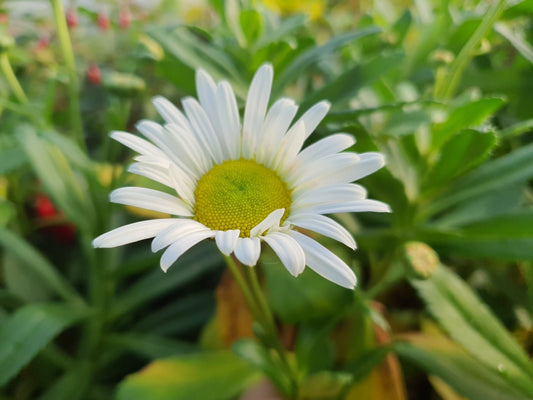 Nipponanthemum nipponicum - Herrenkamper Gärten - Pflanzenraritäten