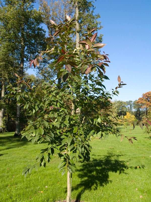 Nyssa sinensis - Herrenkamper Gärten - Pflanzenraritäten