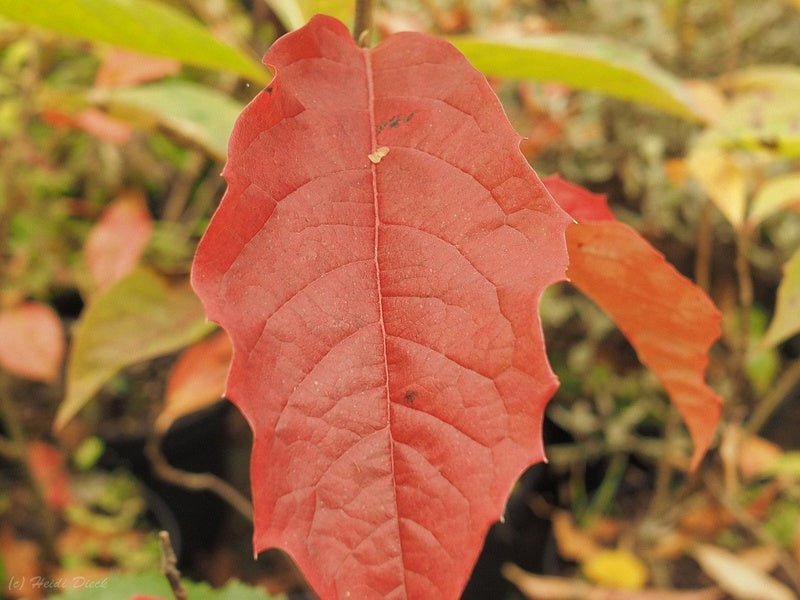 Nyssa sinensis - Herrenkamper Gärten - Pflanzenraritäten