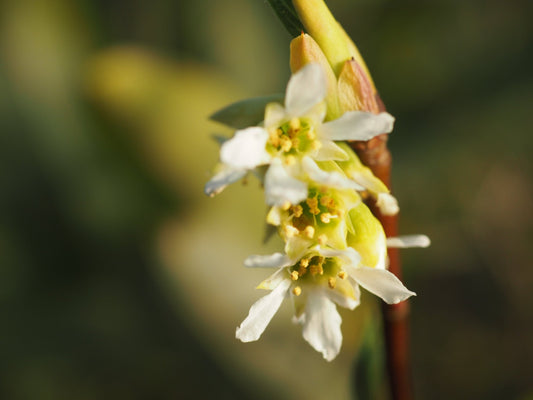 Oemleria cerasiformis (syn.: Osmaronia cerasiformis) - Herrenkamper Gärten - Pflanzenraritäten