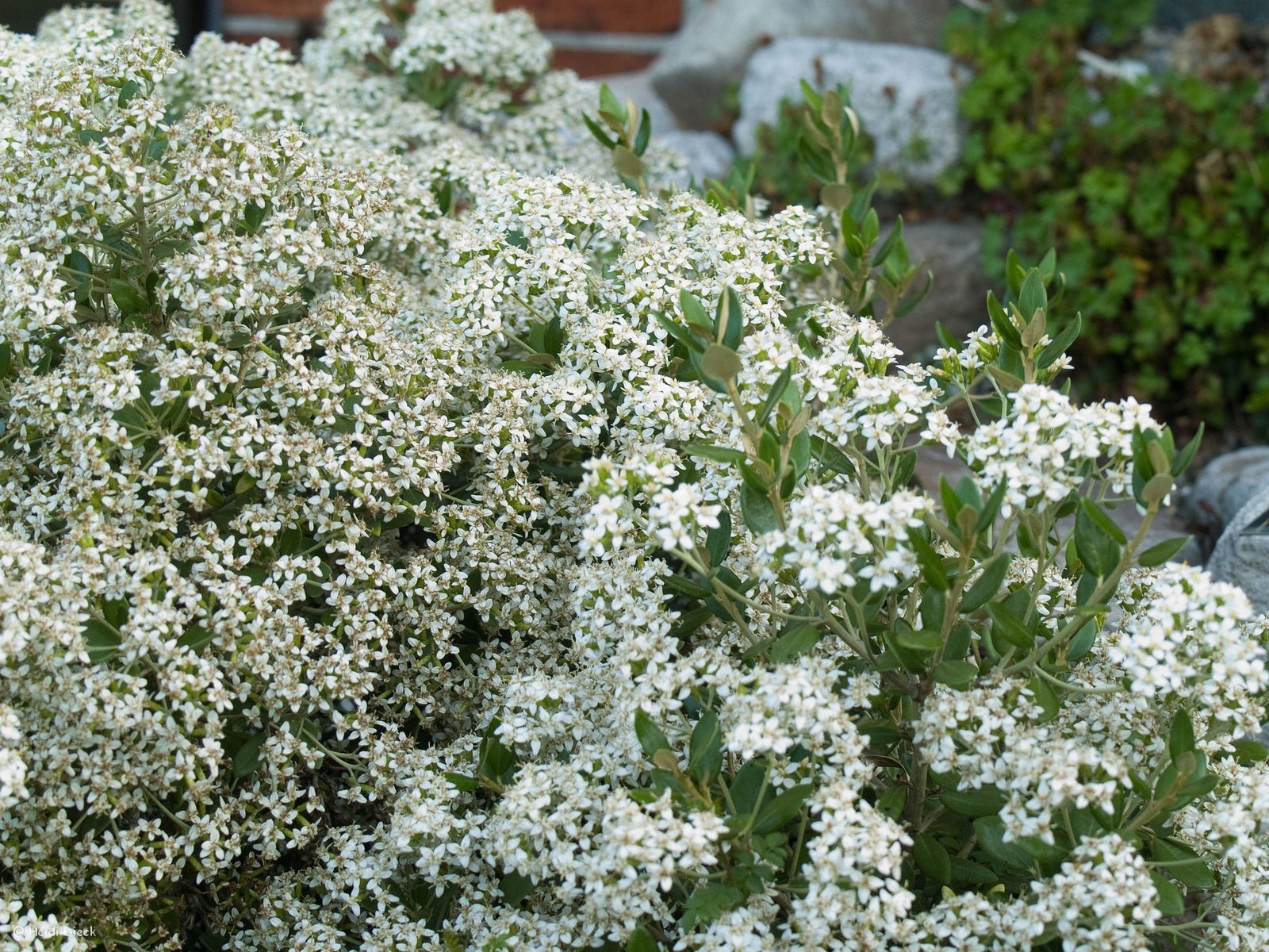 Olearia hastii (x) - Herrenkamper Gärten - Pflanzenraritäten