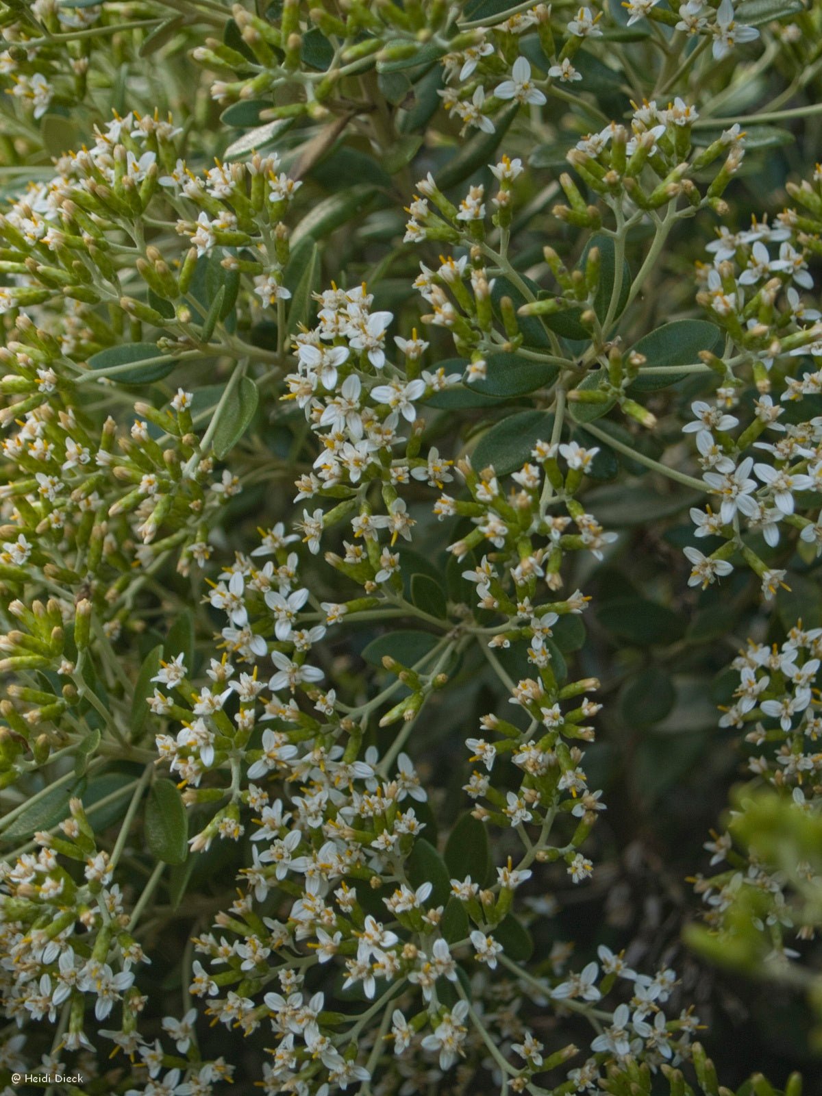 Olearia hastii (x) - Herrenkamper Gärten - Pflanzenraritäten