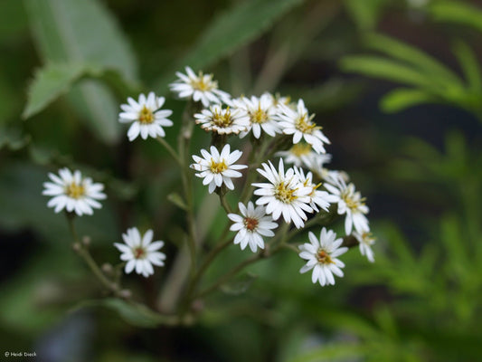 Olearia macrodonta - Herrenkamper Gärten - Pflanzenraritäten