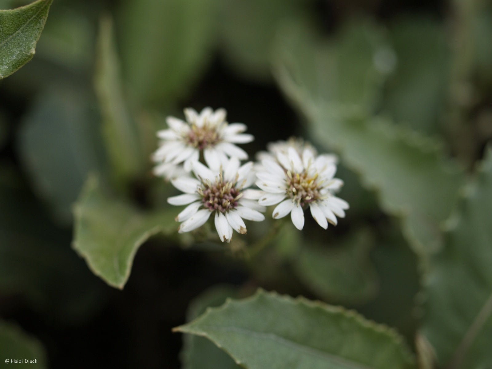 Olearia macrodonta - Herrenkamper Gärten - Pflanzenraritäten