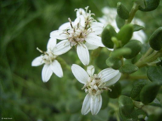 Olearia nummularifolia - Herrenkamper Gärten - Pflanzenraritäten