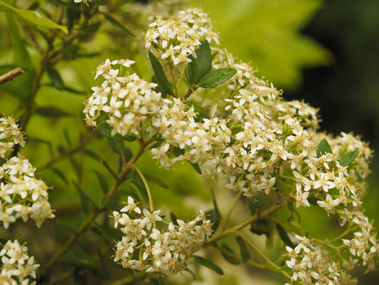 Olearia nummularifolia 'Rifnik' - Herrenkamper Gärten - Pflanzenraritäten