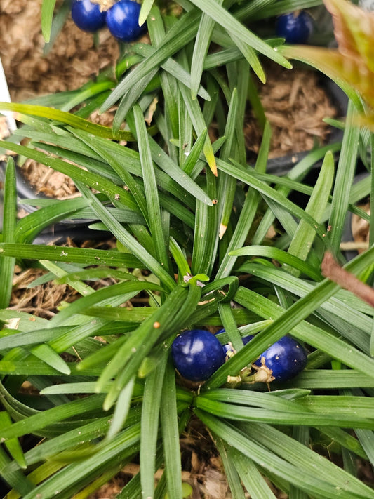 Ophiopogon japonicus 'Kyoto Dwarf' - Herrenkamper Gärten - Pflanzenraritäten