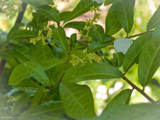 Orixa japonica - Herrenkamper Gärten - Pflanzenraritäten