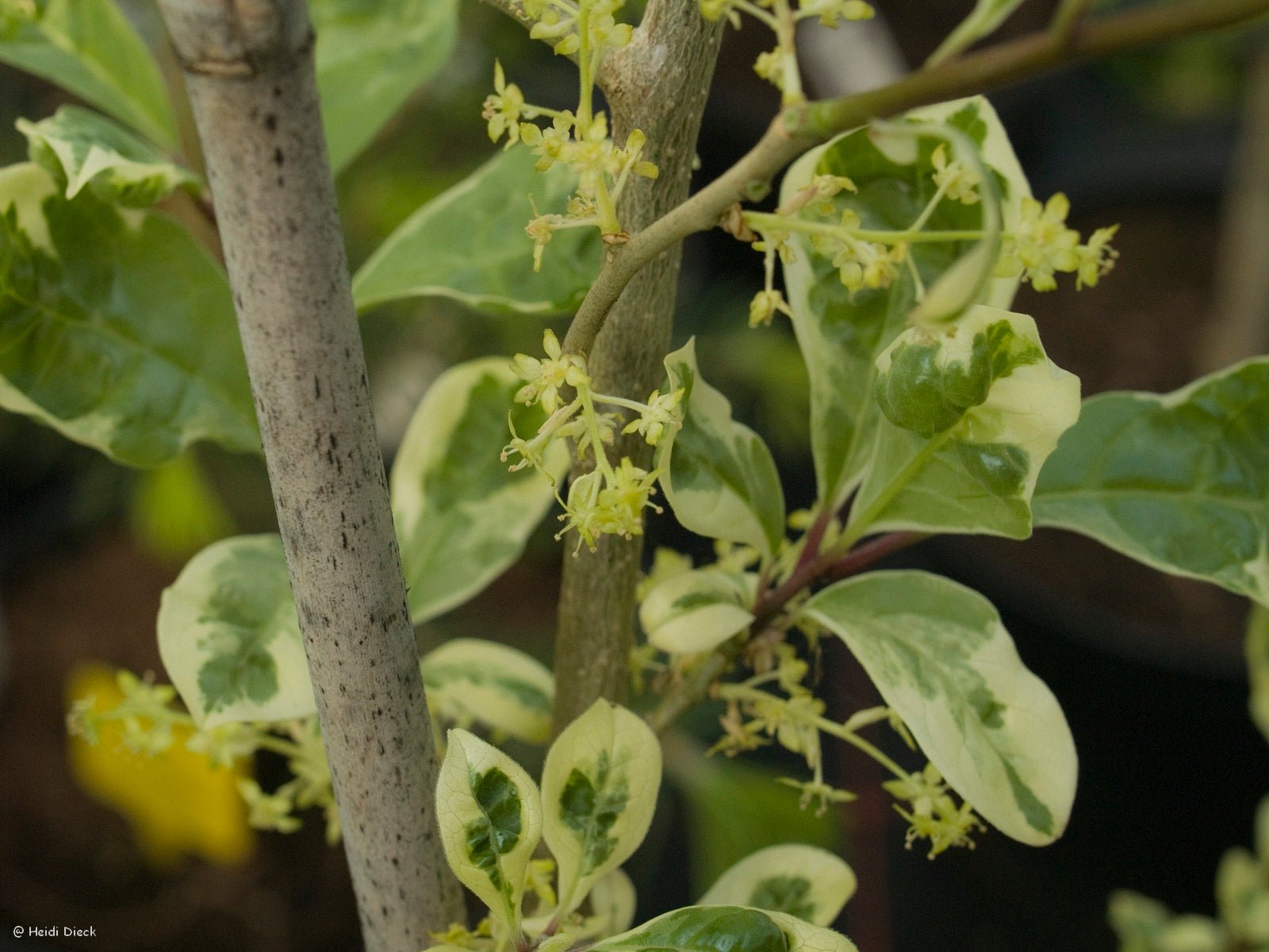 Orixa japonica 'Variegata' - Herrenkamper Gärten - Pflanzenraritäten