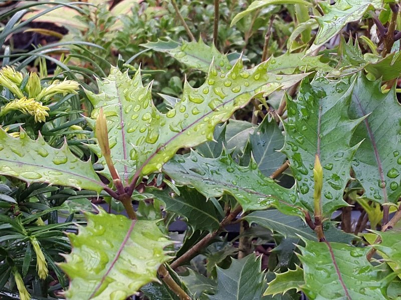 Osmanthus armatus - Herrenkamper Gärten - Pflanzenraritäten