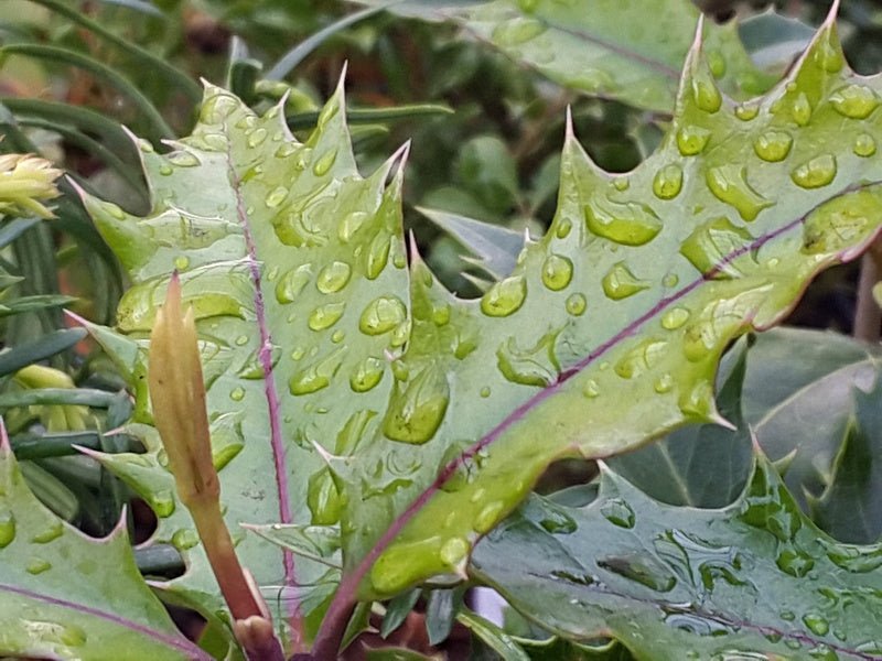 Osmanthus armatus - Herrenkamper Gärten - Pflanzenraritäten