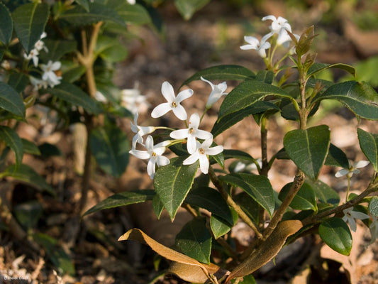 Osmanthus burkwoodii (x) - Herrenkamper Gärten - Pflanzenraritäten