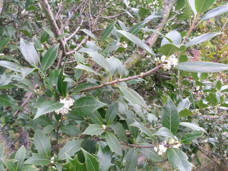 Osmanthus heterophyllus - Herrenkamper Gärten - Pflanzenraritäten