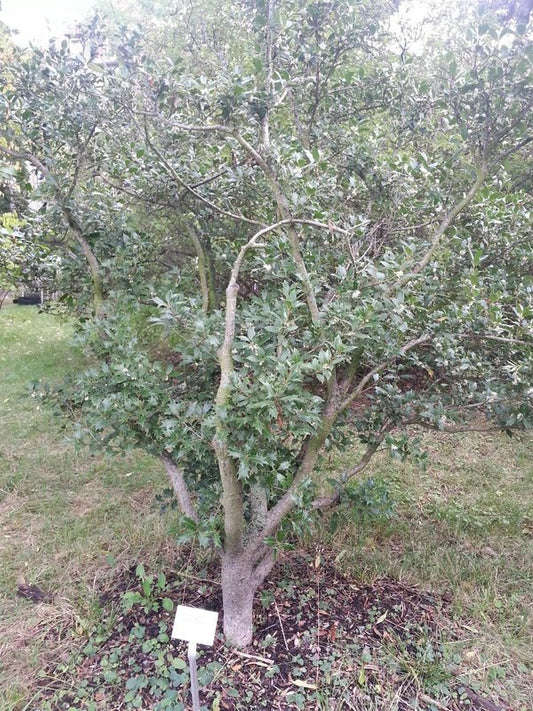 Osmanthus heterophyllus - Herrenkamper Gärten - Pflanzenraritäten