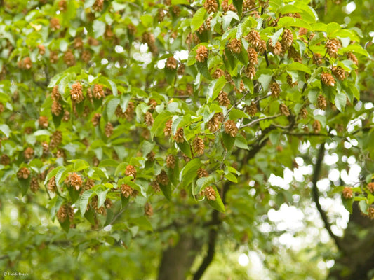 Ostrya carpinifolia - Herrenkamper Gärten - Pflanzenraritäten