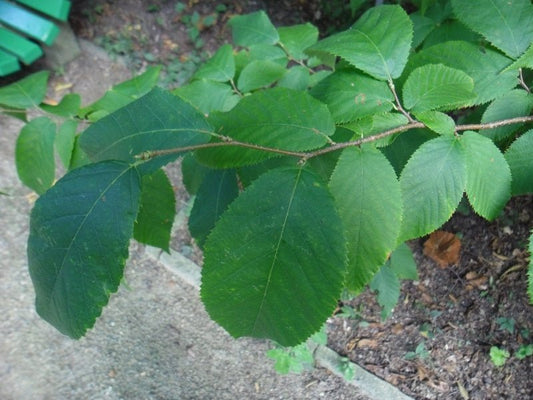 Ostrya japonica - Herrenkamper Gärten - Pflanzenraritäten