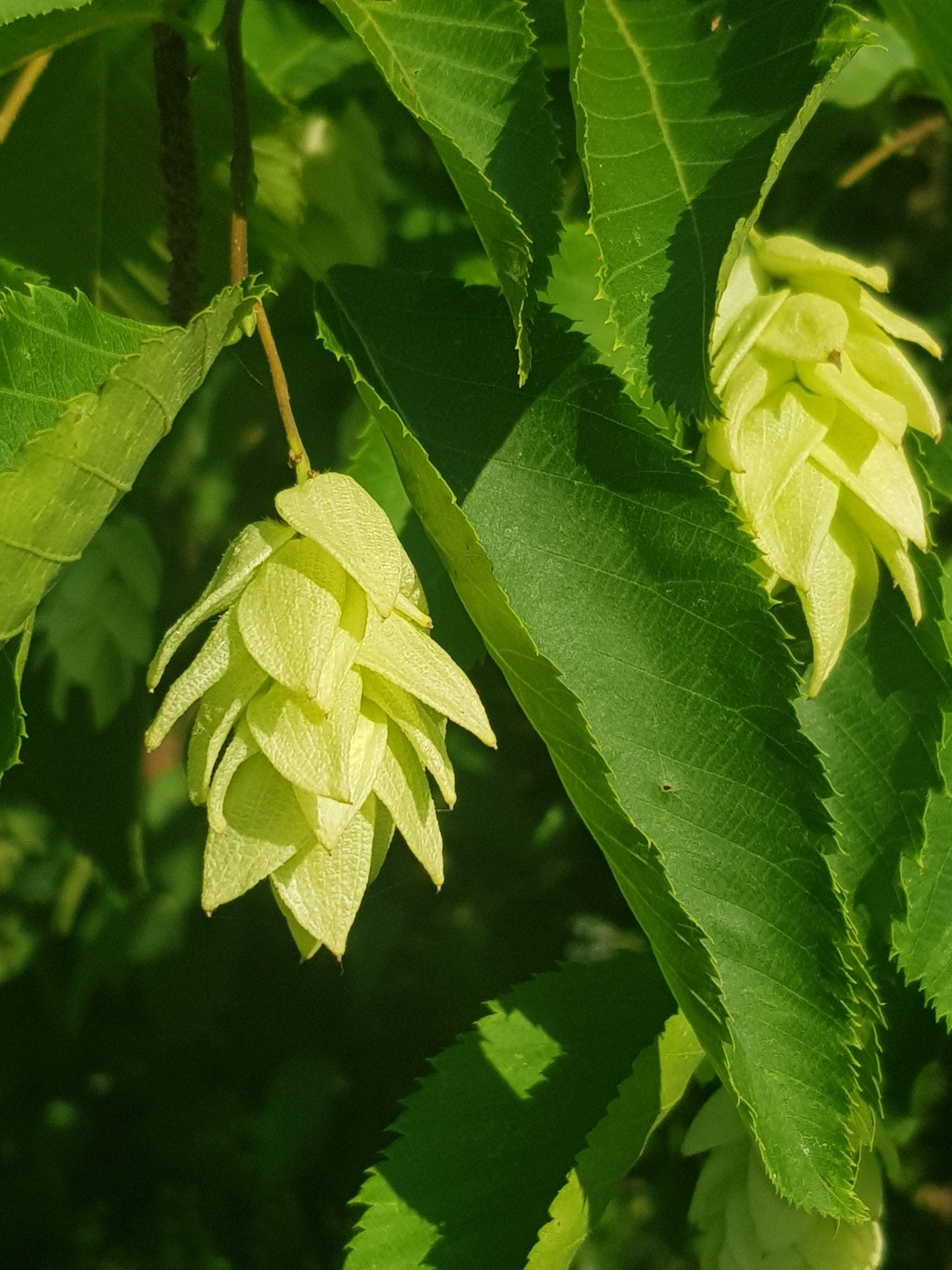 Ostrya japonica - Herrenkamper Gärten - Pflanzenraritäten