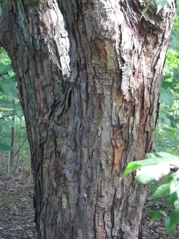 Ostrya japonica - Herrenkamper Gärten - Pflanzenraritäten