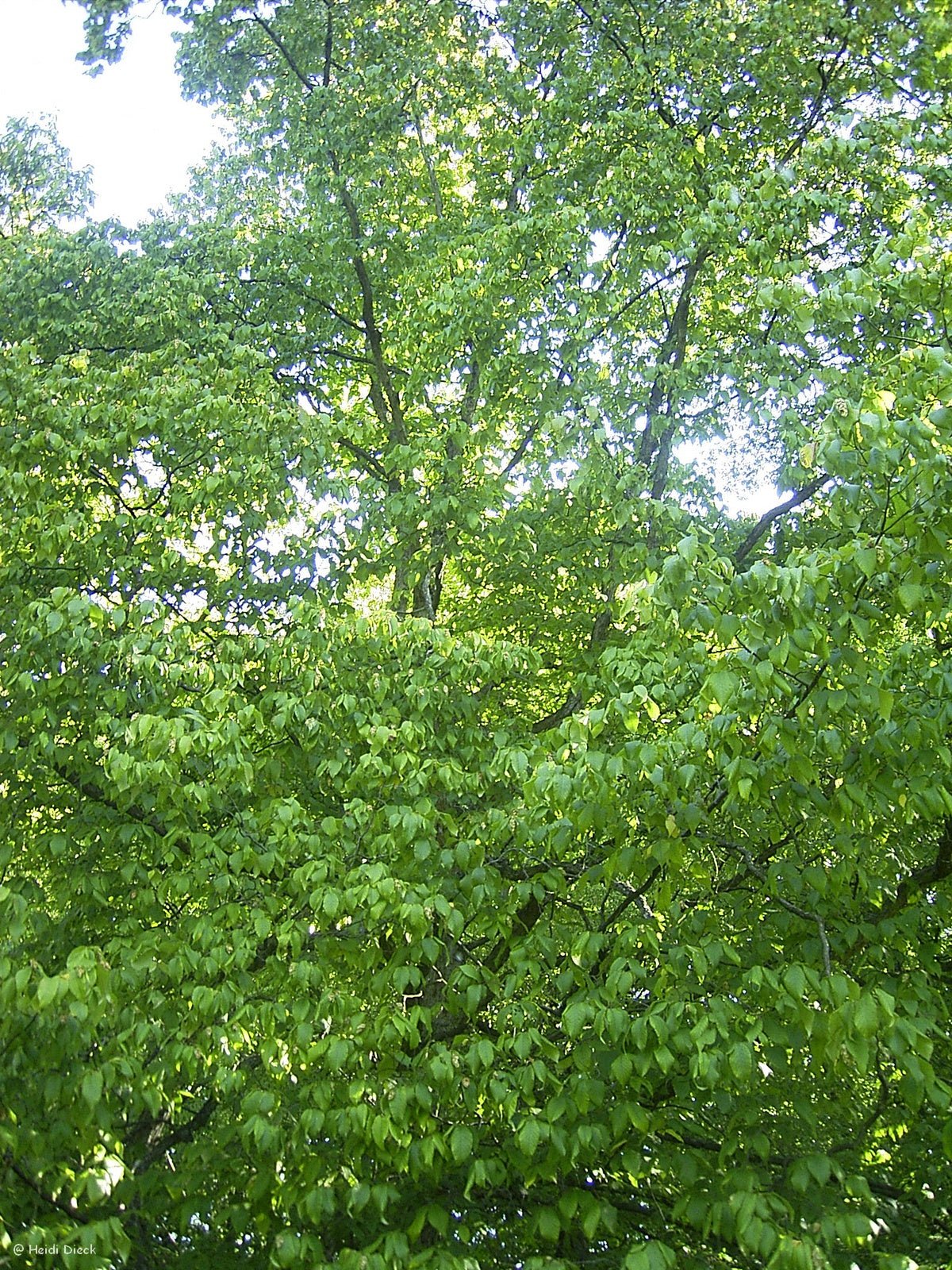 Ostrya japonica - Herrenkamper Gärten - Pflanzenraritäten