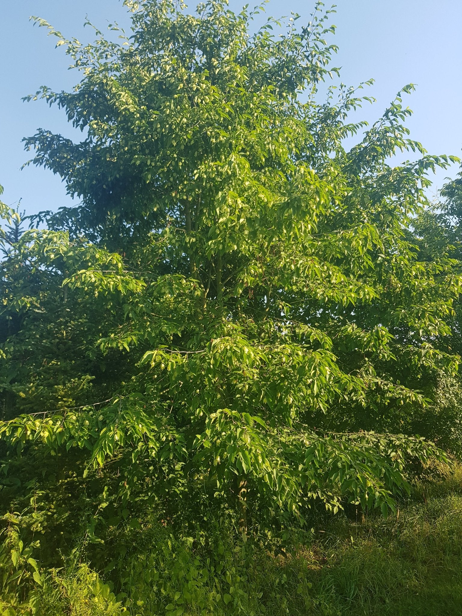 Ostrya japonica - Herrenkamper Gärten - Pflanzenraritäten