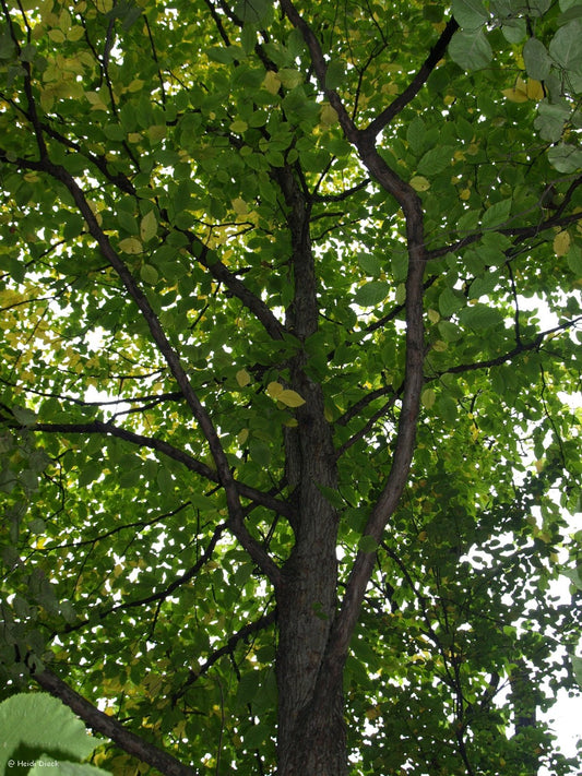 Ostrya virginiana - Herrenkamper Gärten - Pflanzenraritäten