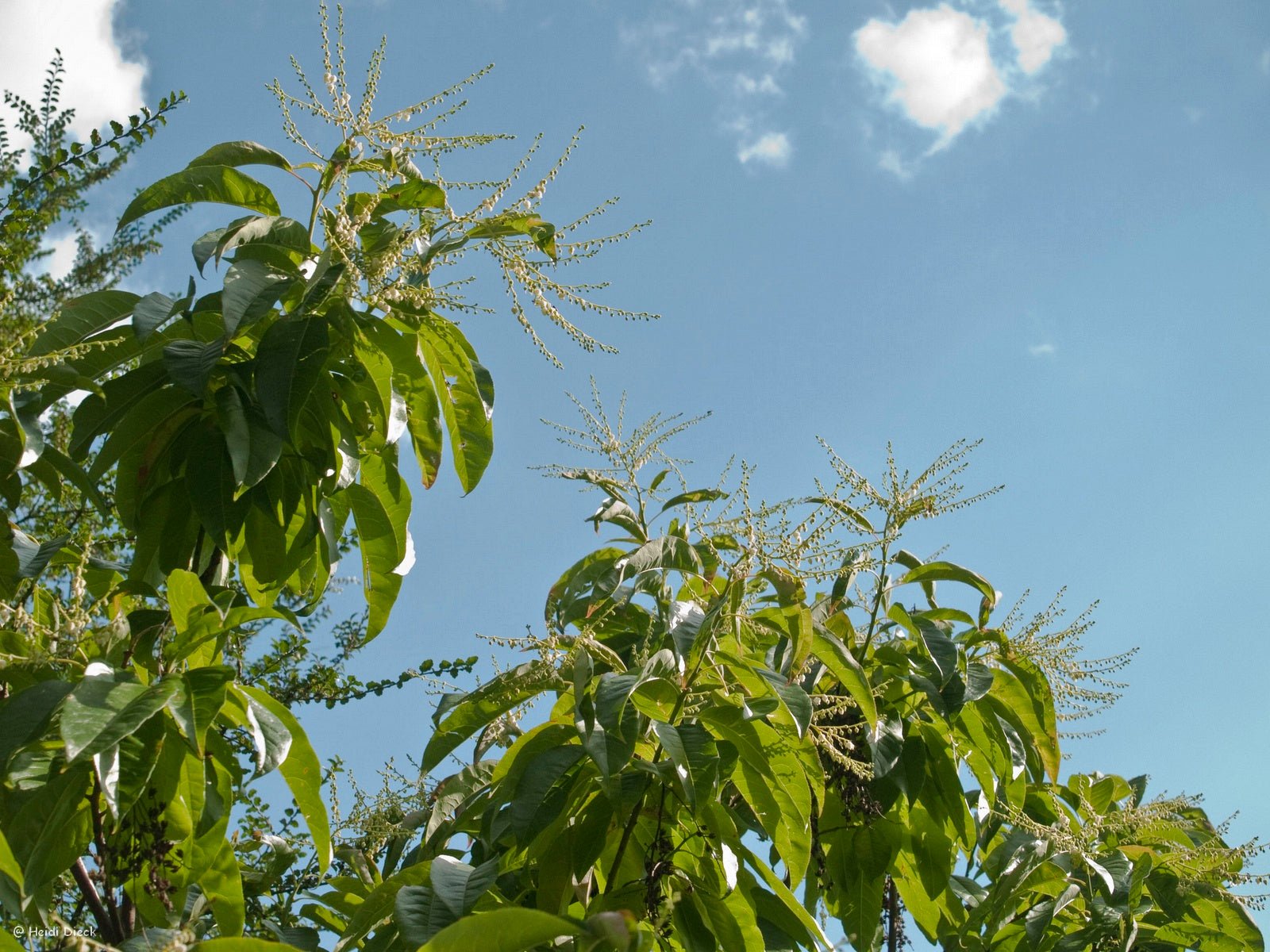 Oxydendron arboreum - Herrenkamper Gärten - Pflanzenraritäten