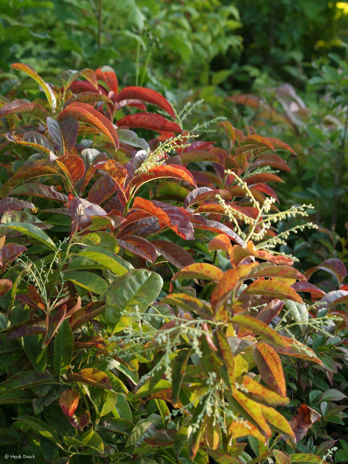 Oxydendron arboreum - Herrenkamper Gärten - Pflanzenraritäten