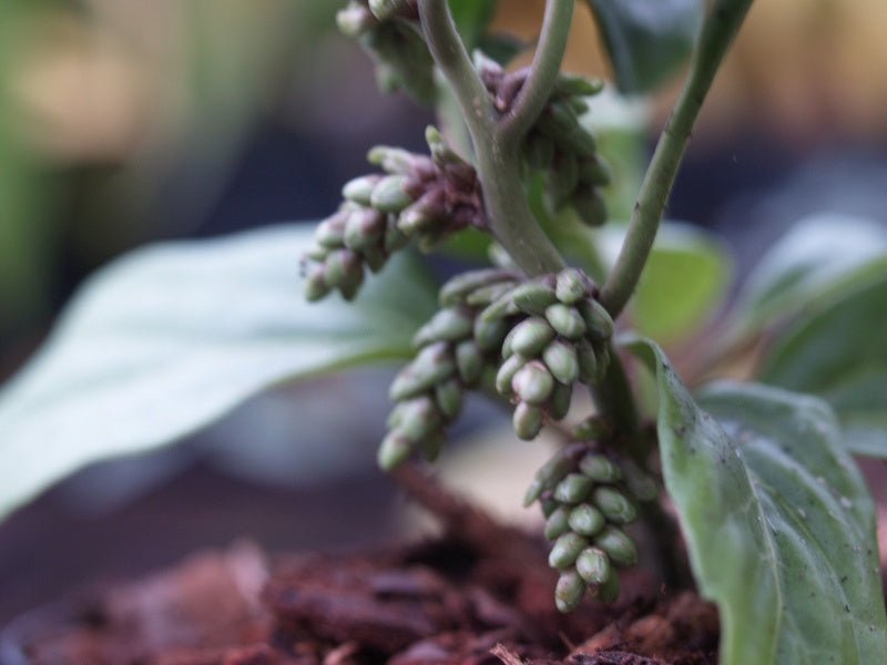 Pachysandra axillaris - Herrenkamper Gärten - Pflanzenraritäten