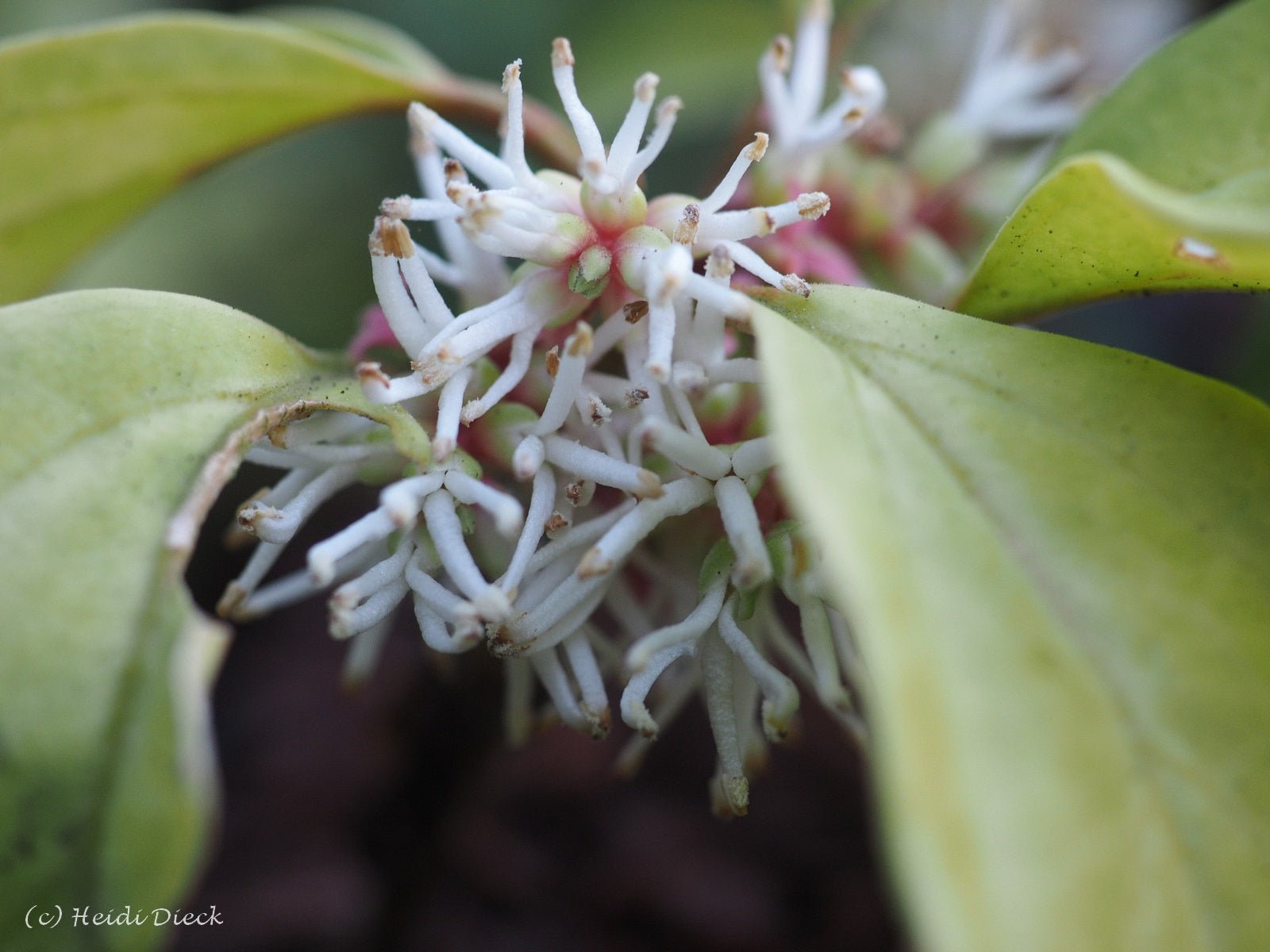 Pachysandra axillaris - Herrenkamper Gärten - Pflanzenraritäten