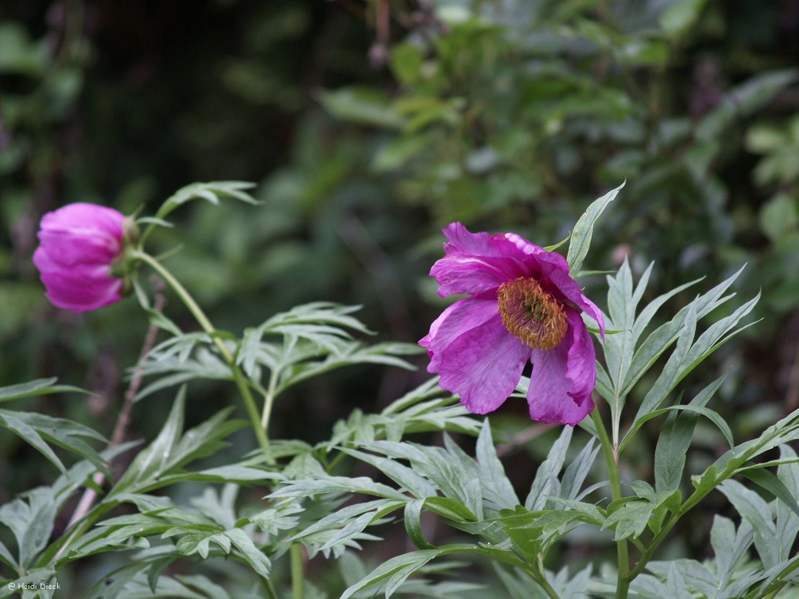 Paeonia anomala - Herrenkamper Gärten - Pflanzenraritäten