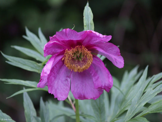 Paeonia anomala - Herrenkamper Gärten - Pflanzenraritäten