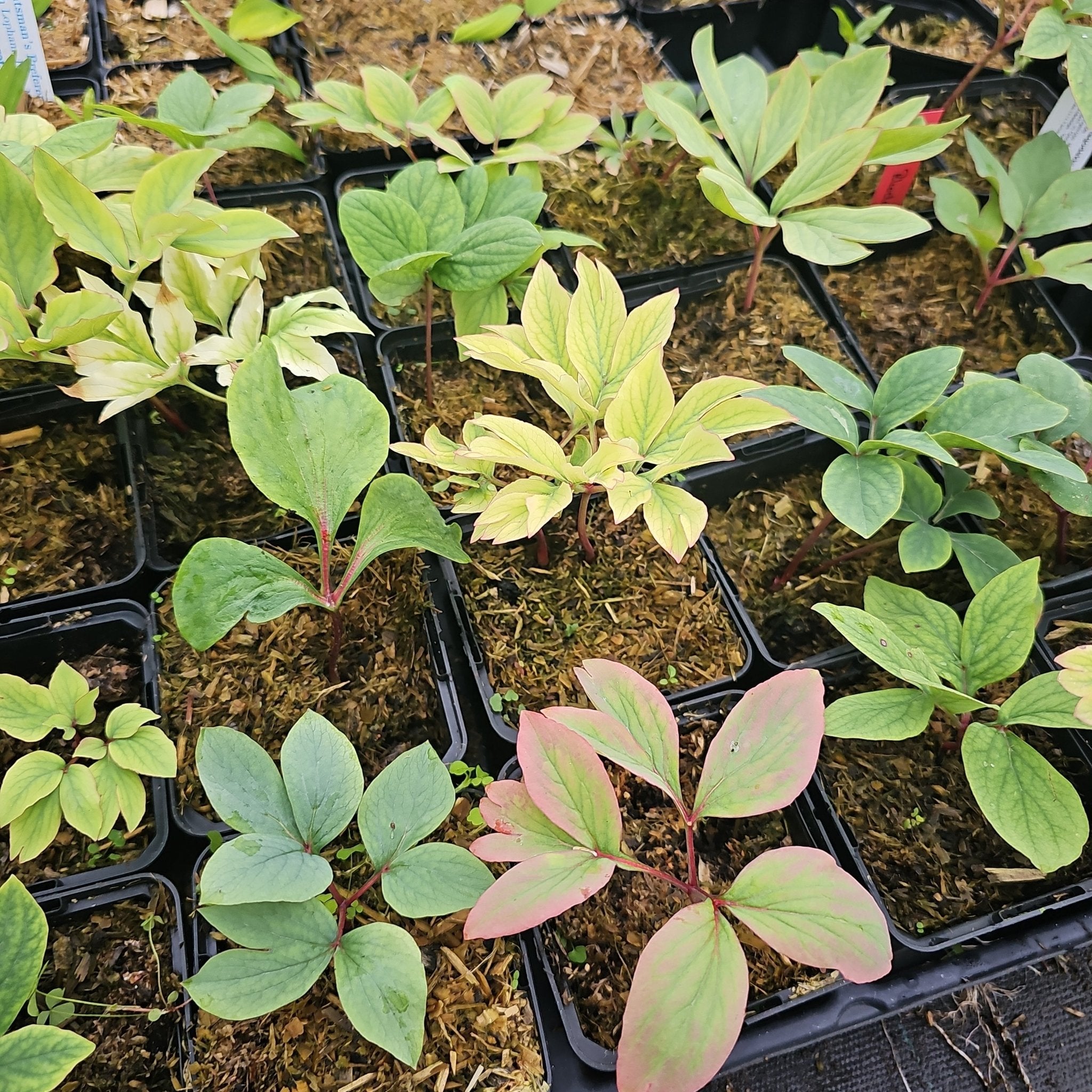 Paeonia daurica subsp. lagodechiana - Herrenkamper Gärten - Pflanzenraritäten