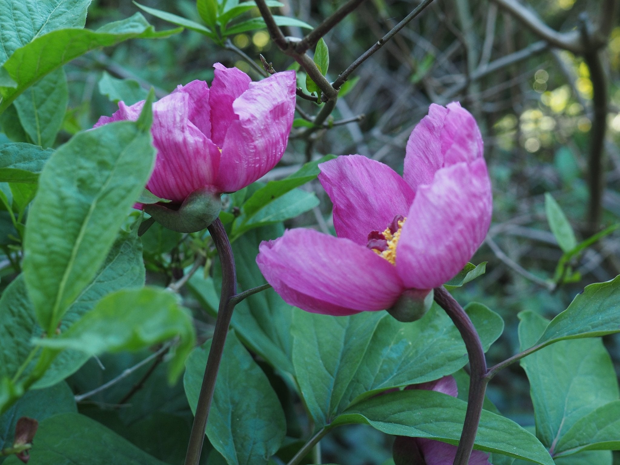 Paeonia daurica subsp. lagodechiana - Herrenkamper Gärten - Pflanzenraritäten