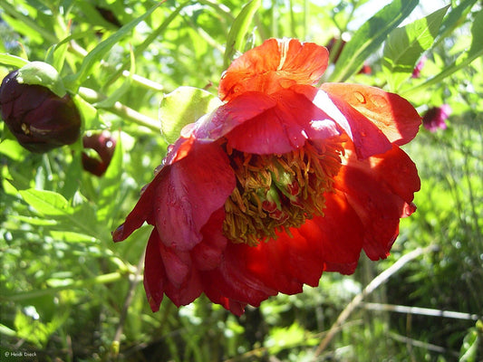 Paeonia delavayi - Herrenkamper Gärten - Pflanzenraritäten