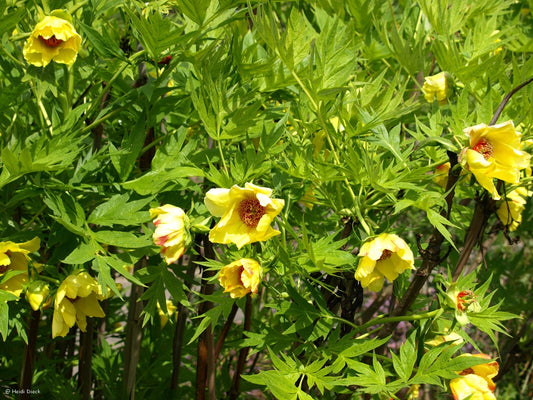 Paeonia lutea - Herrenkamper Gärten - Pflanzenraritäten