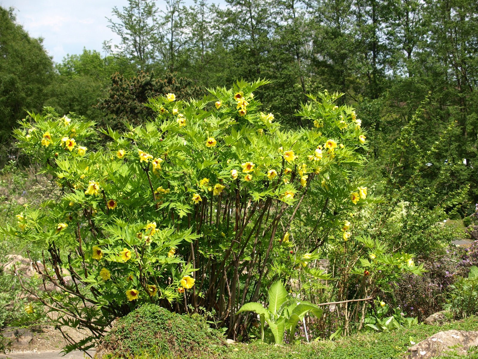 Paeonia lutea - Herrenkamper Gärten - Pflanzenraritäten