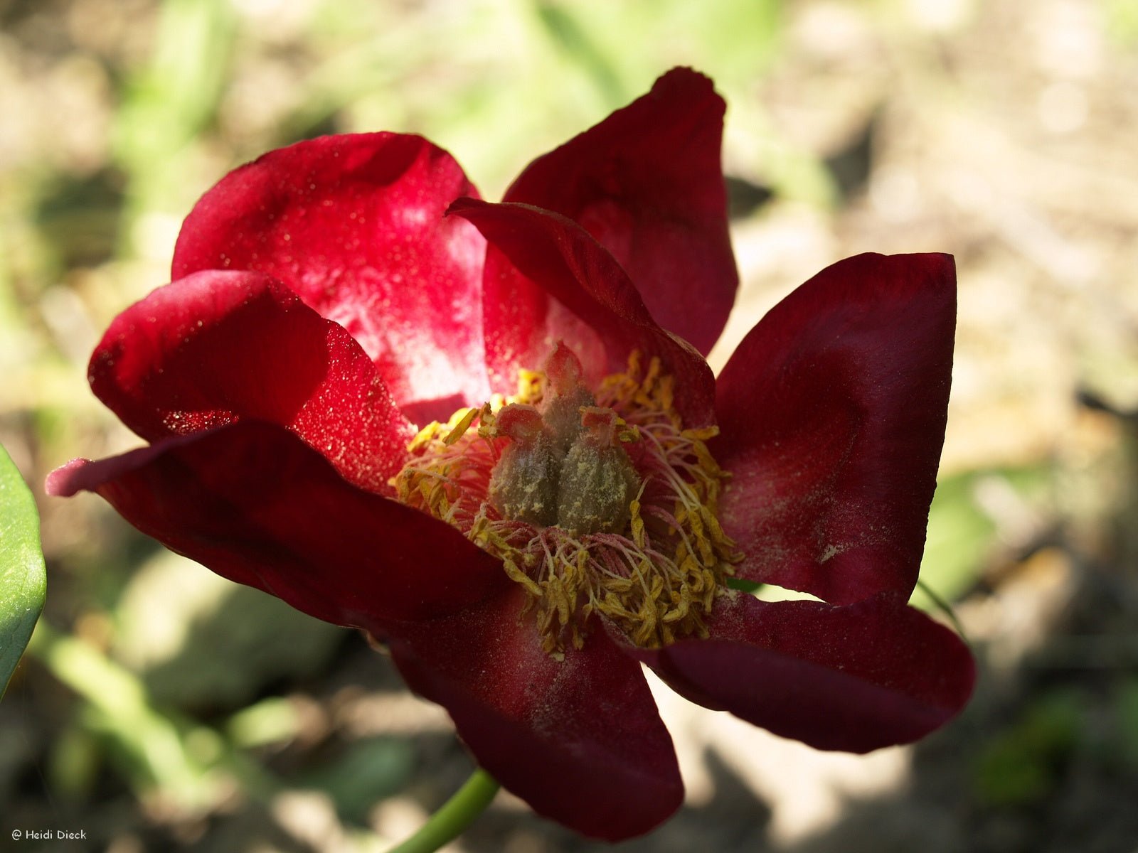 Paeonia mascula - Herrenkamper Gärten - Pflanzenraritäten