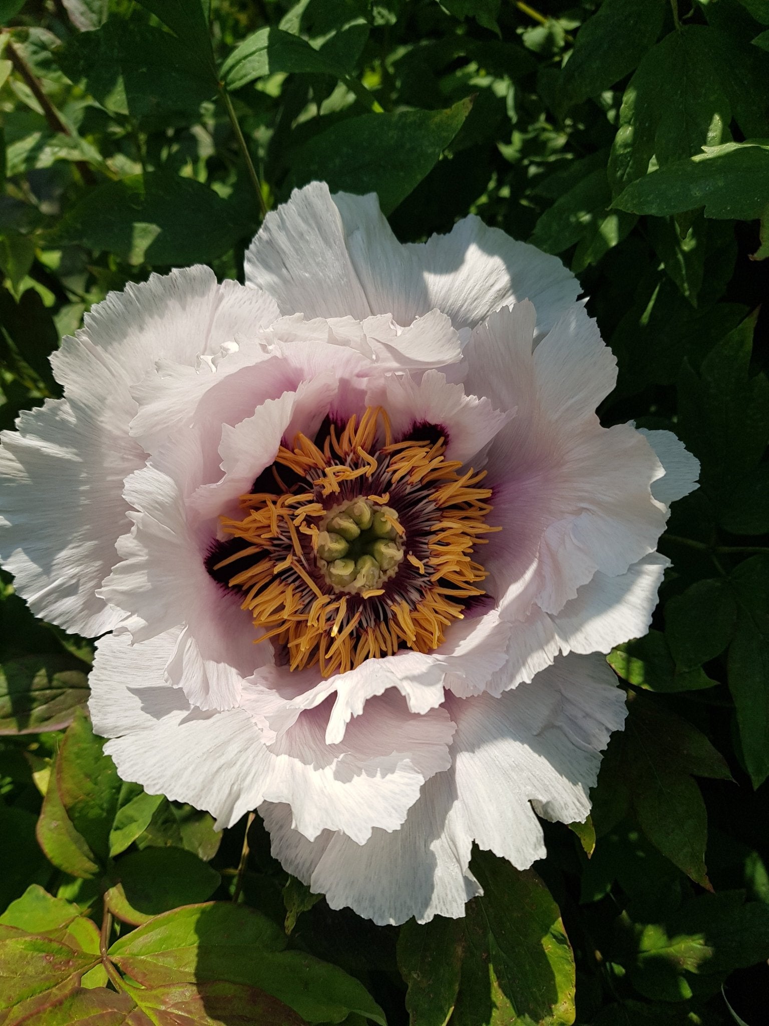 Paeonia rockii - Herrenkamper Gärten - Pflanzenraritäten