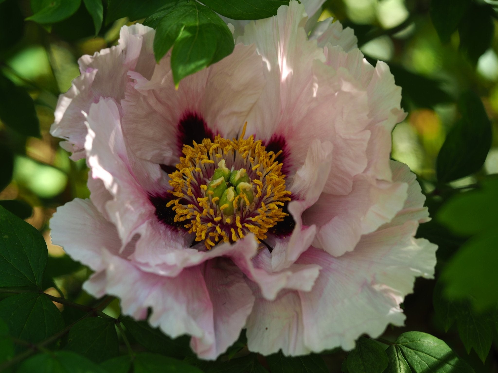 Paeonia rockii - Herrenkamper Gärten - Pflanzenraritäten